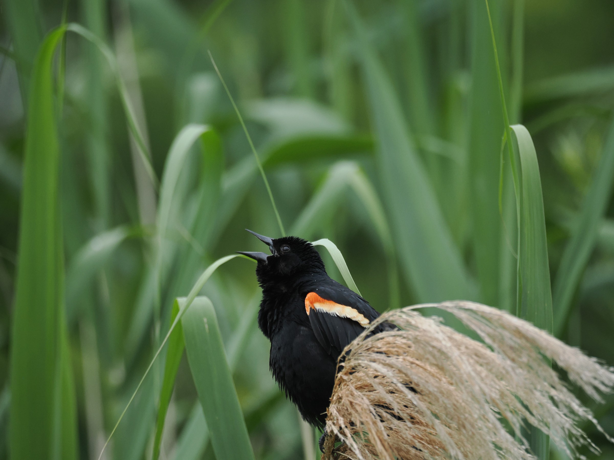 Red Shouldered Icteridea