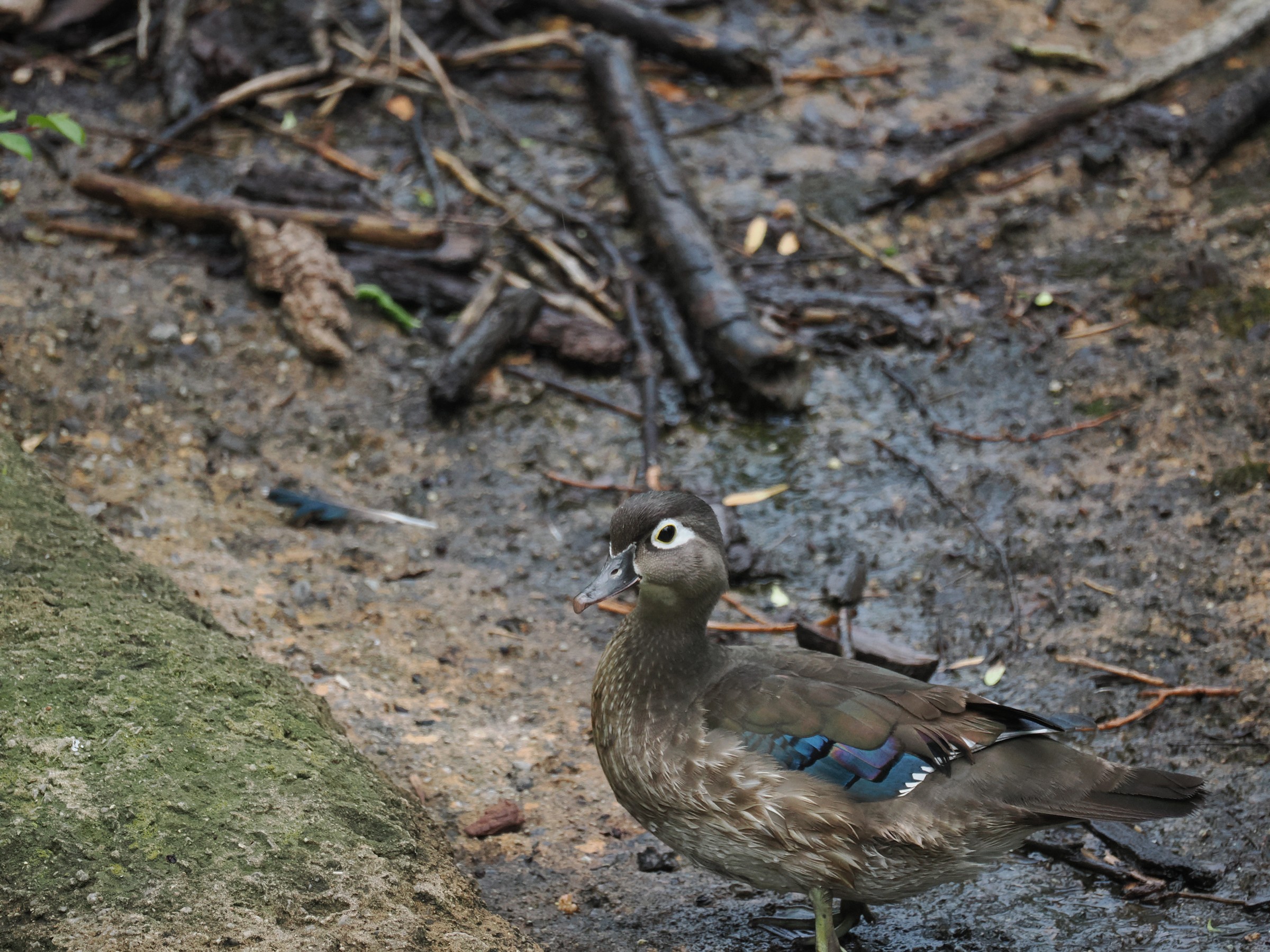 Woodies — additional photo 3