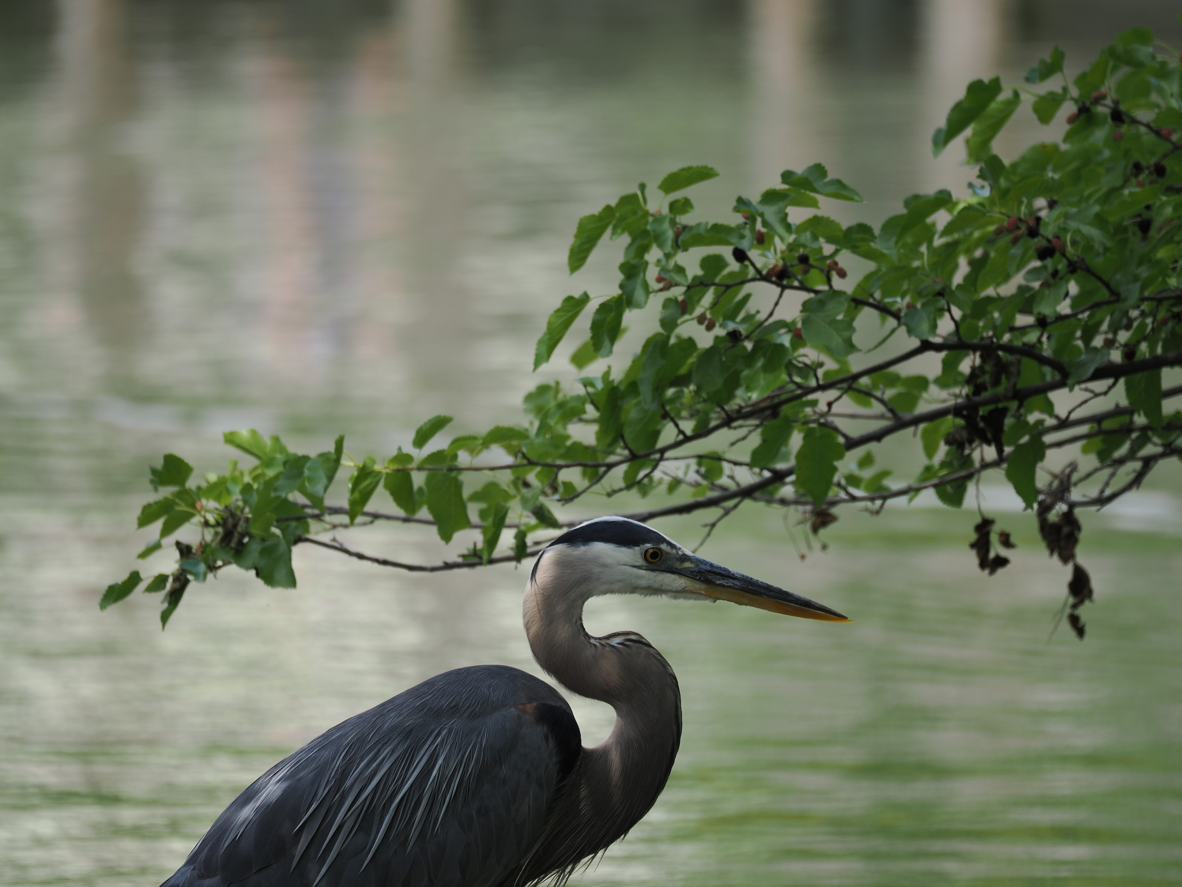 Fishing at Dawn — additional photo 1