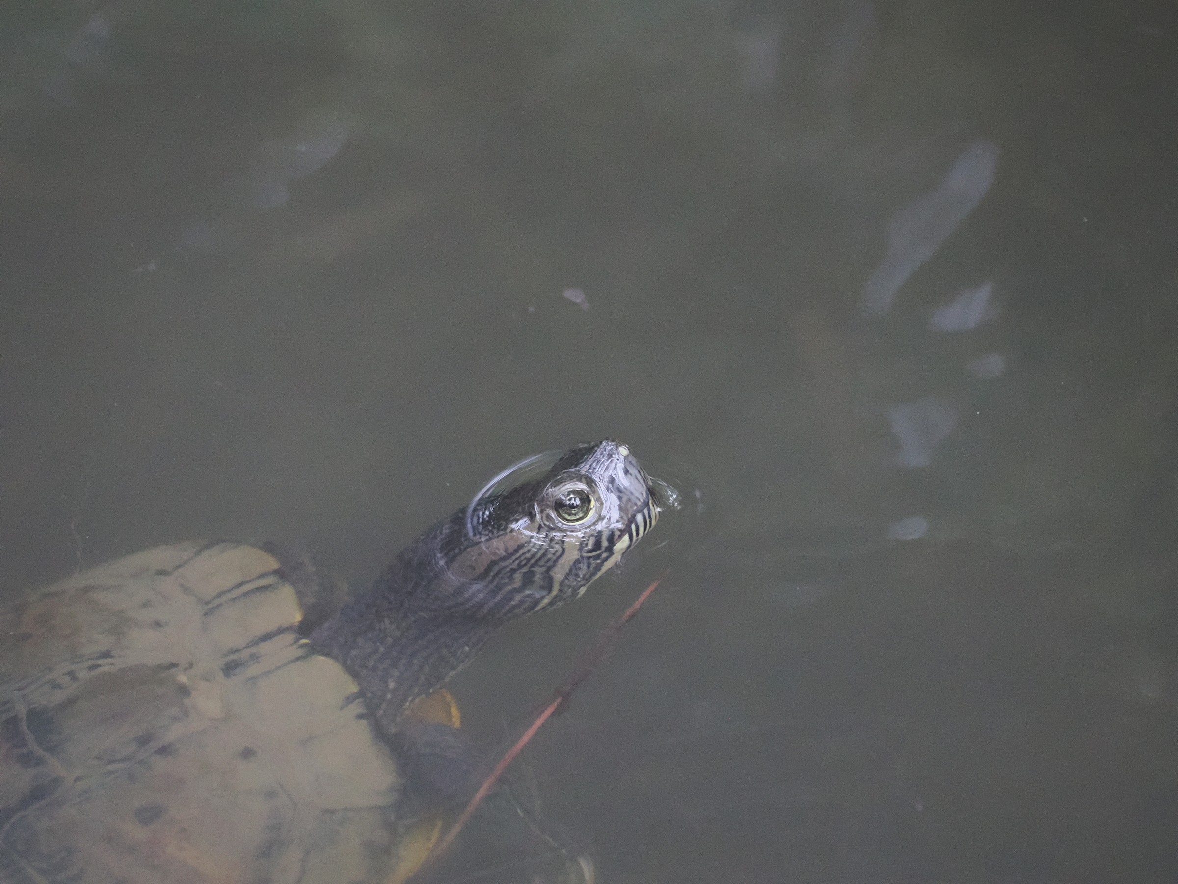 Sunning at Noon — additional photo 2