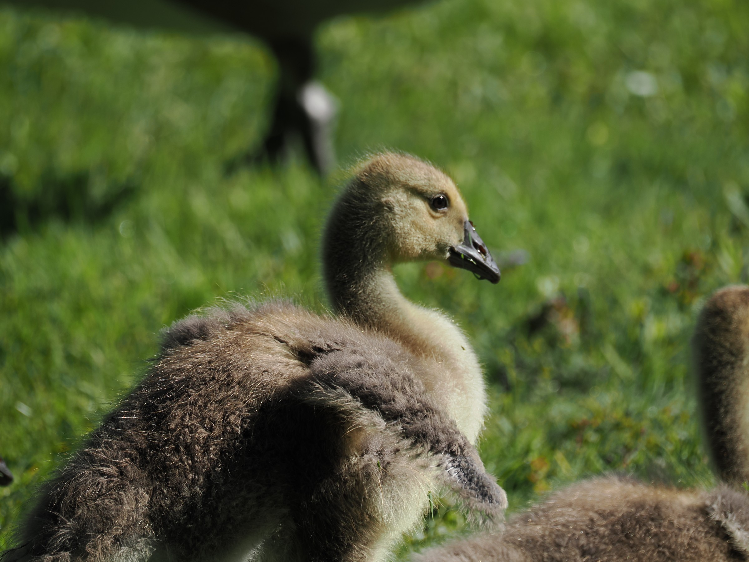 Terror Birds — additional photo 5