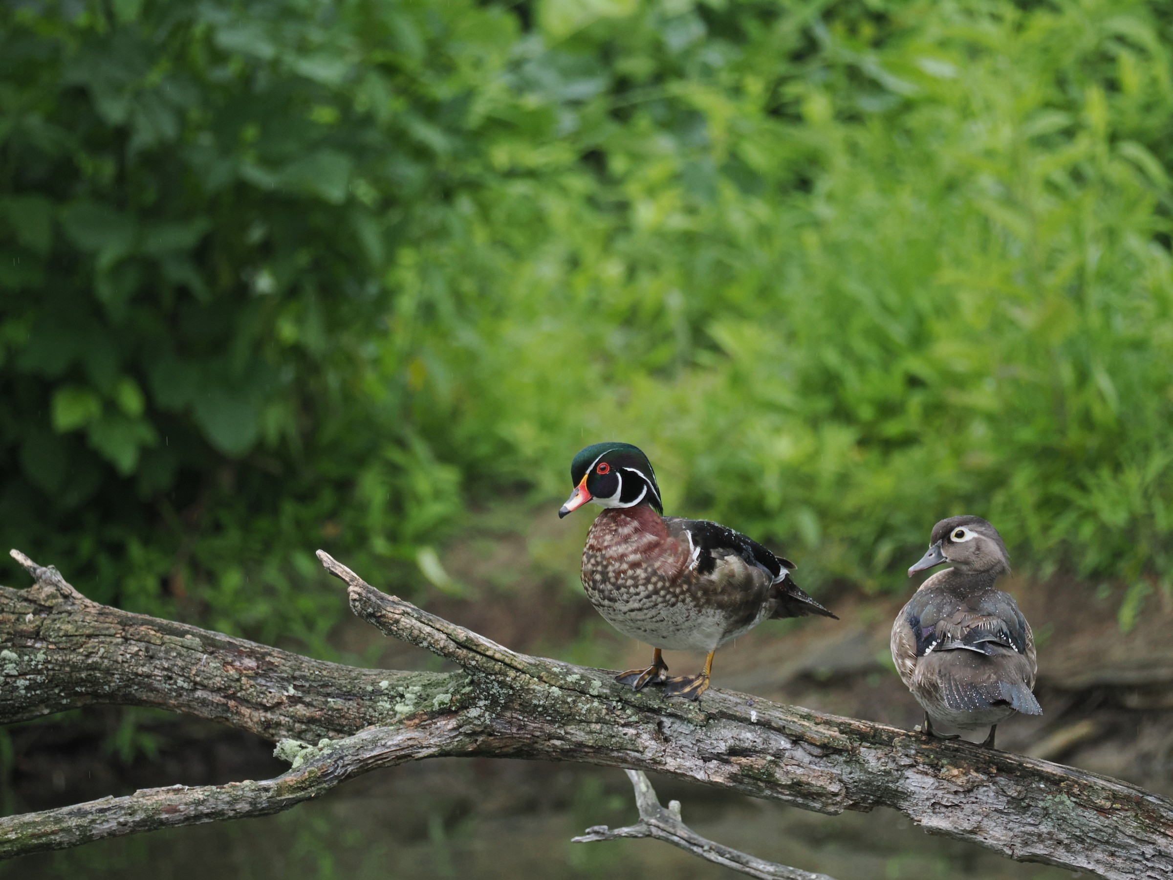 Woodies — additional photo 4