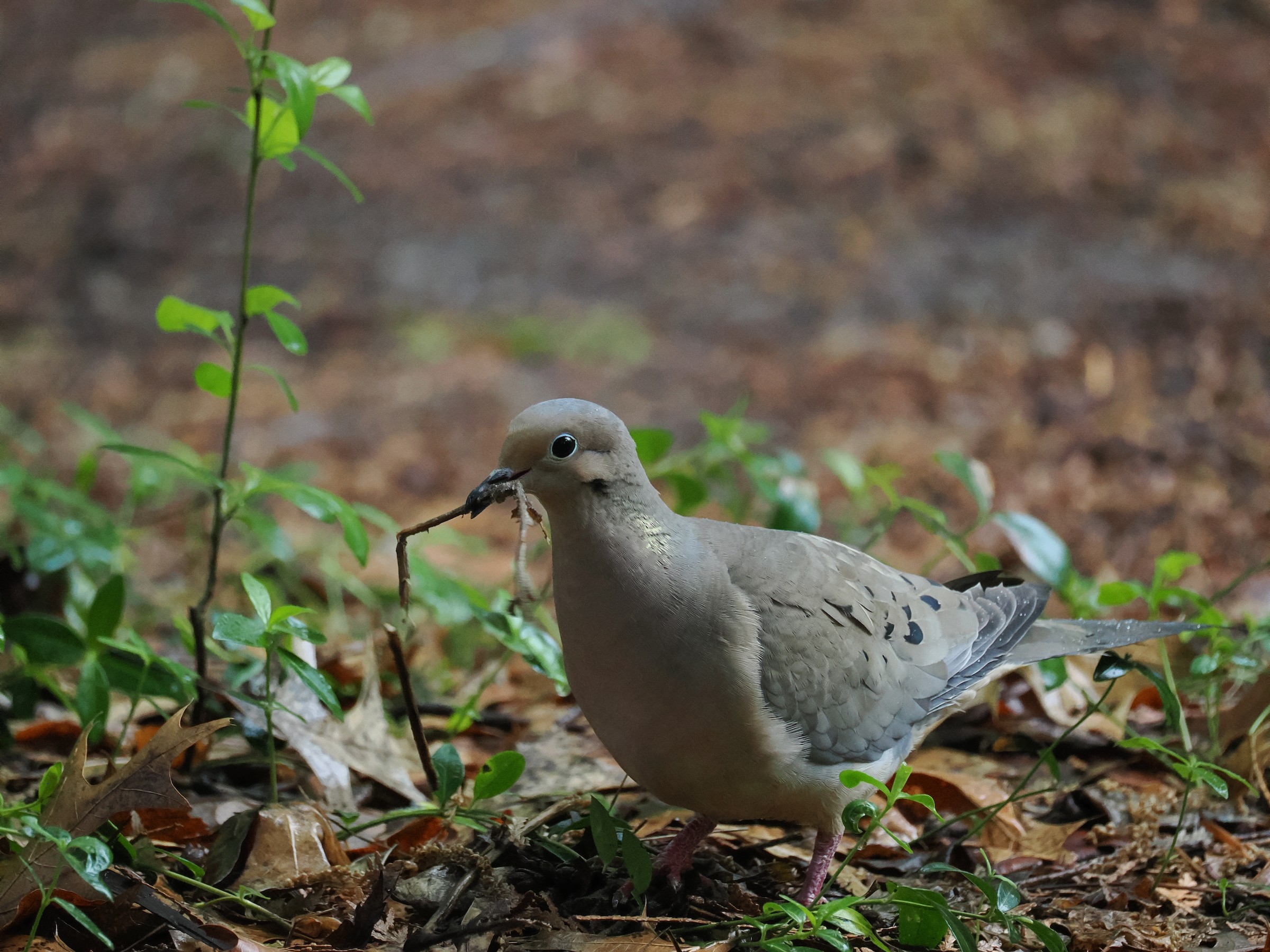 Cooing Heard from Up Above