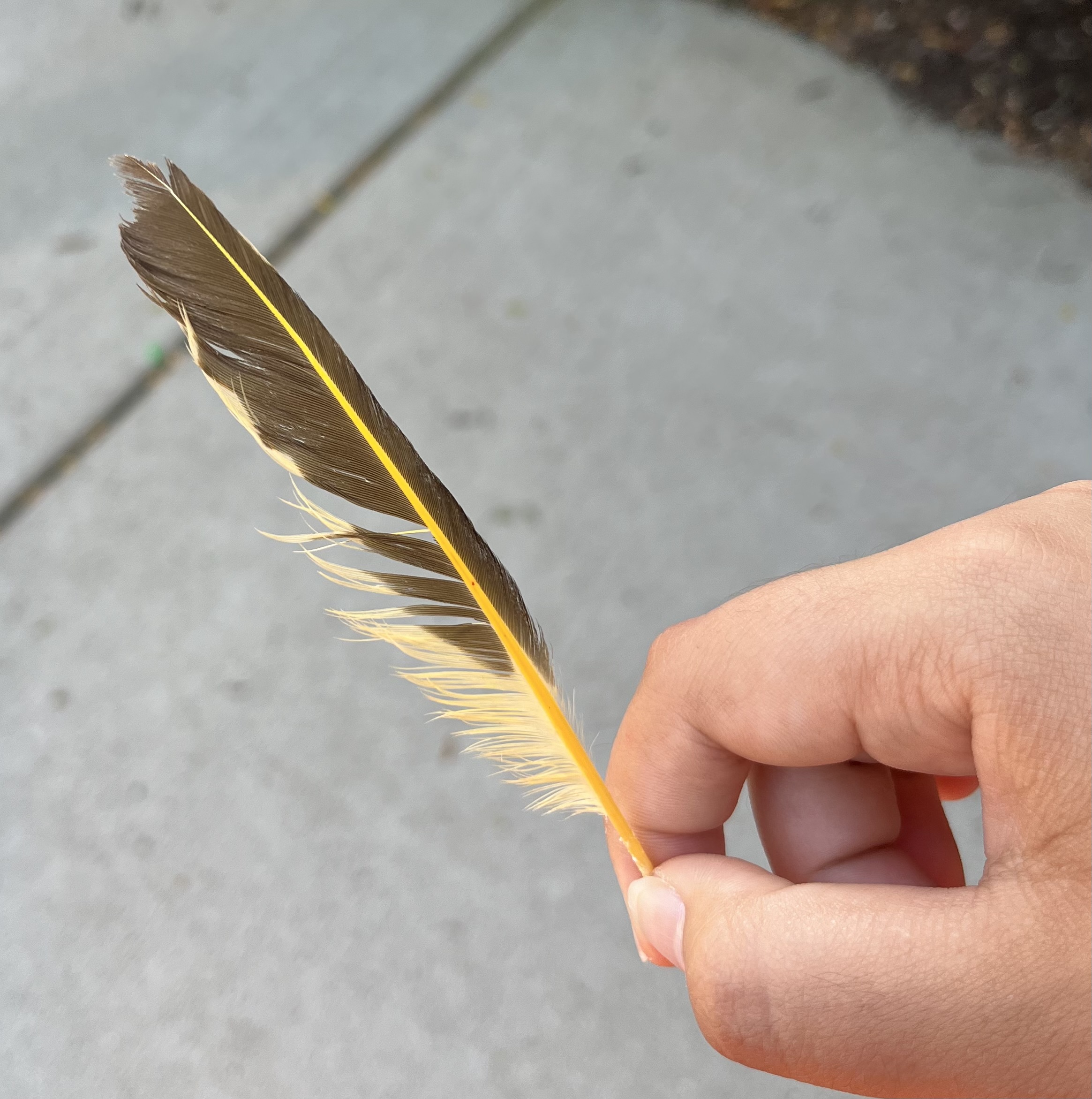Yellow Hammer — additional photo 5