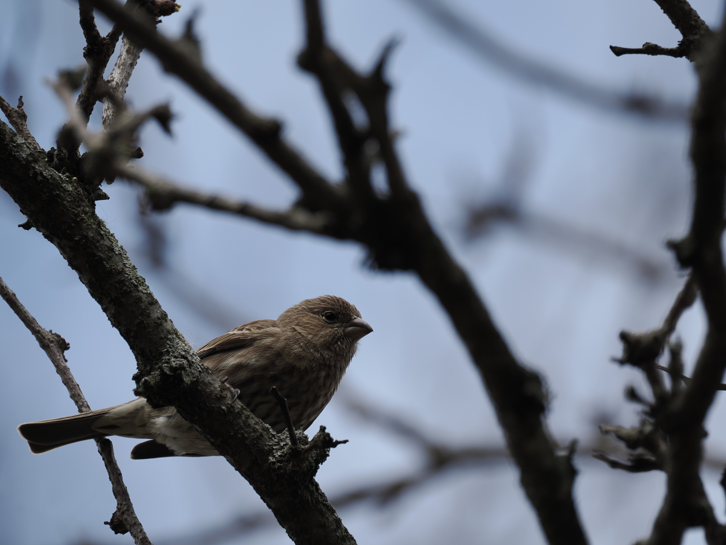 The Hollywood Finch — additional photo 1