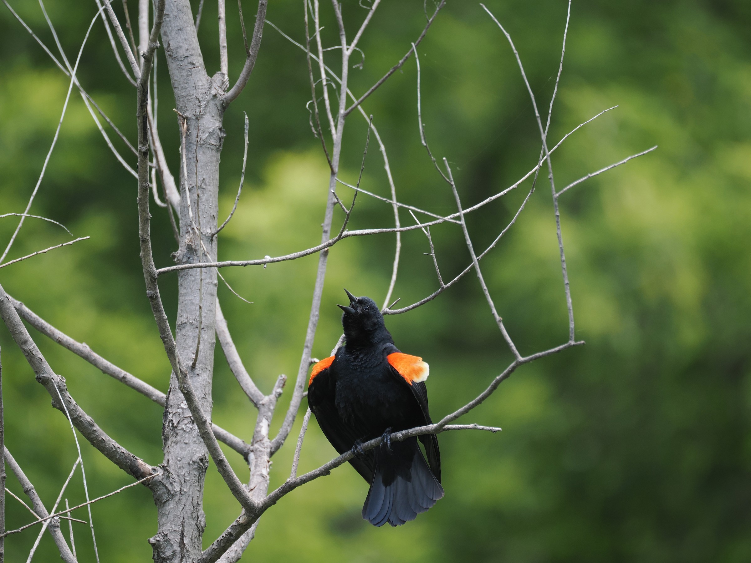 Red Shouldered Icteridea — additional photo 2