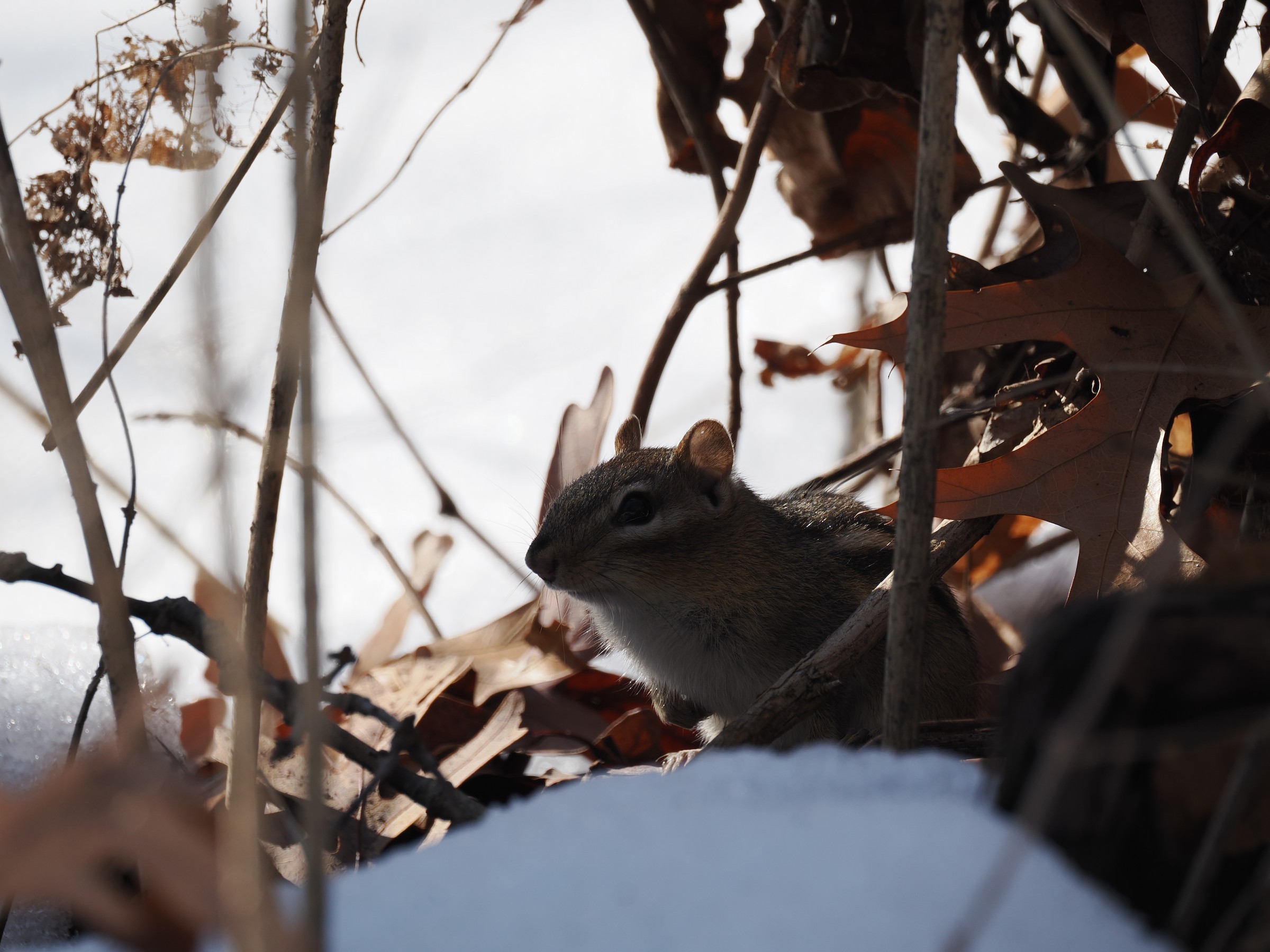 Tiny Rodentia — additional photo 3