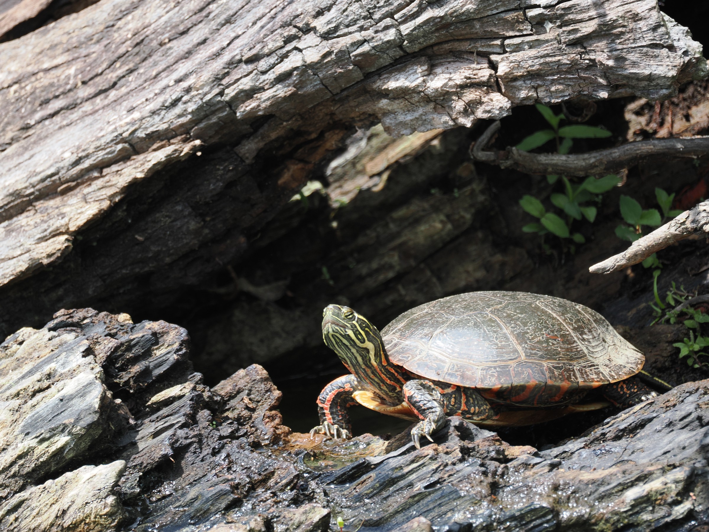 Sunning at Noon