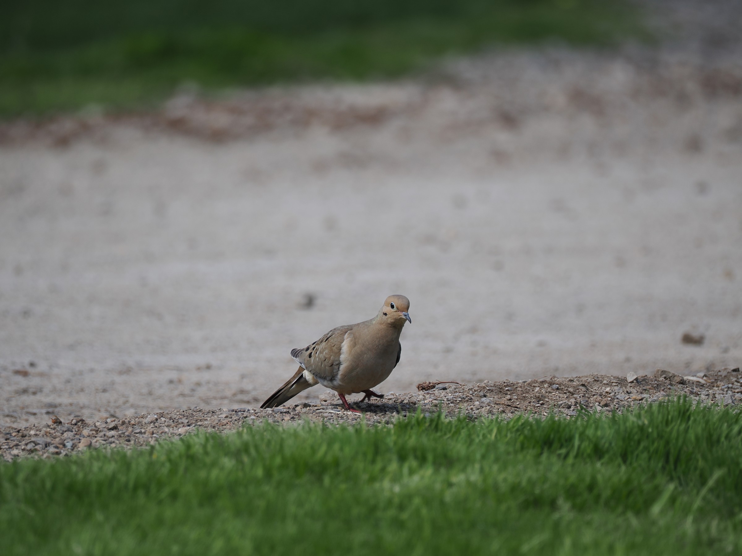 Cooing Heard from Up Above — additional photo 3