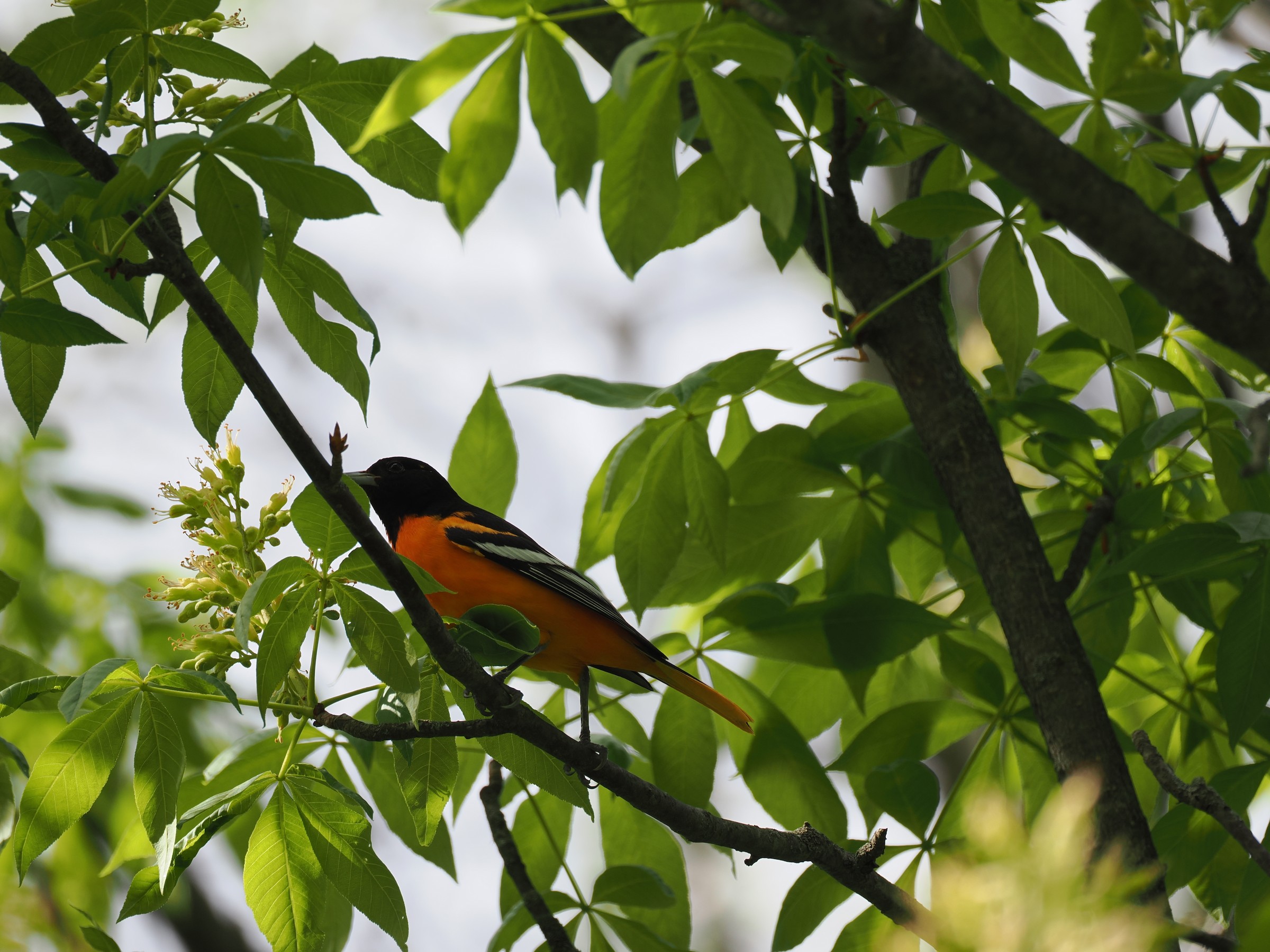Spot of Orange in the Trees — additional photo 1