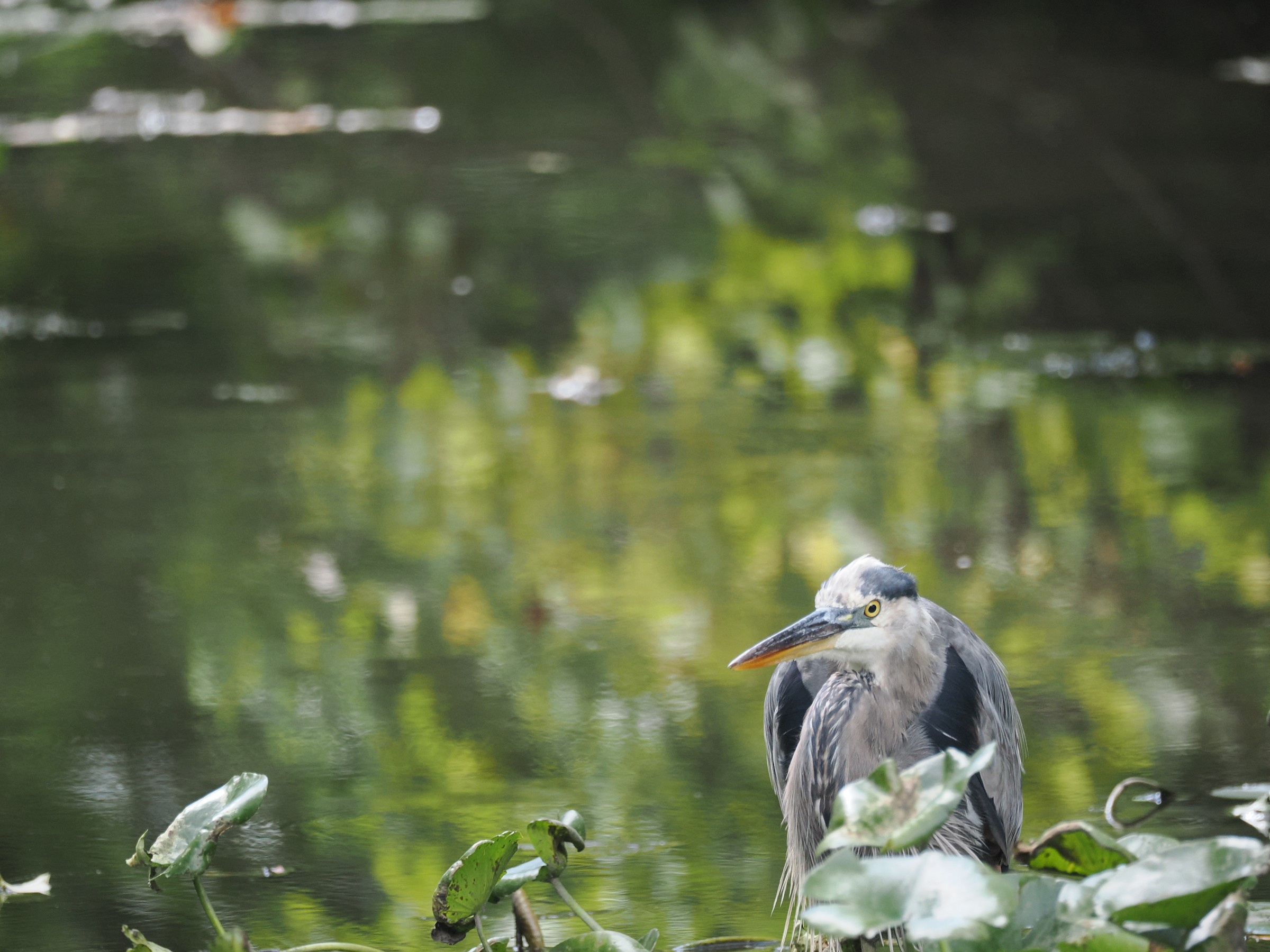 Fishing at Dawn — additional photo 7