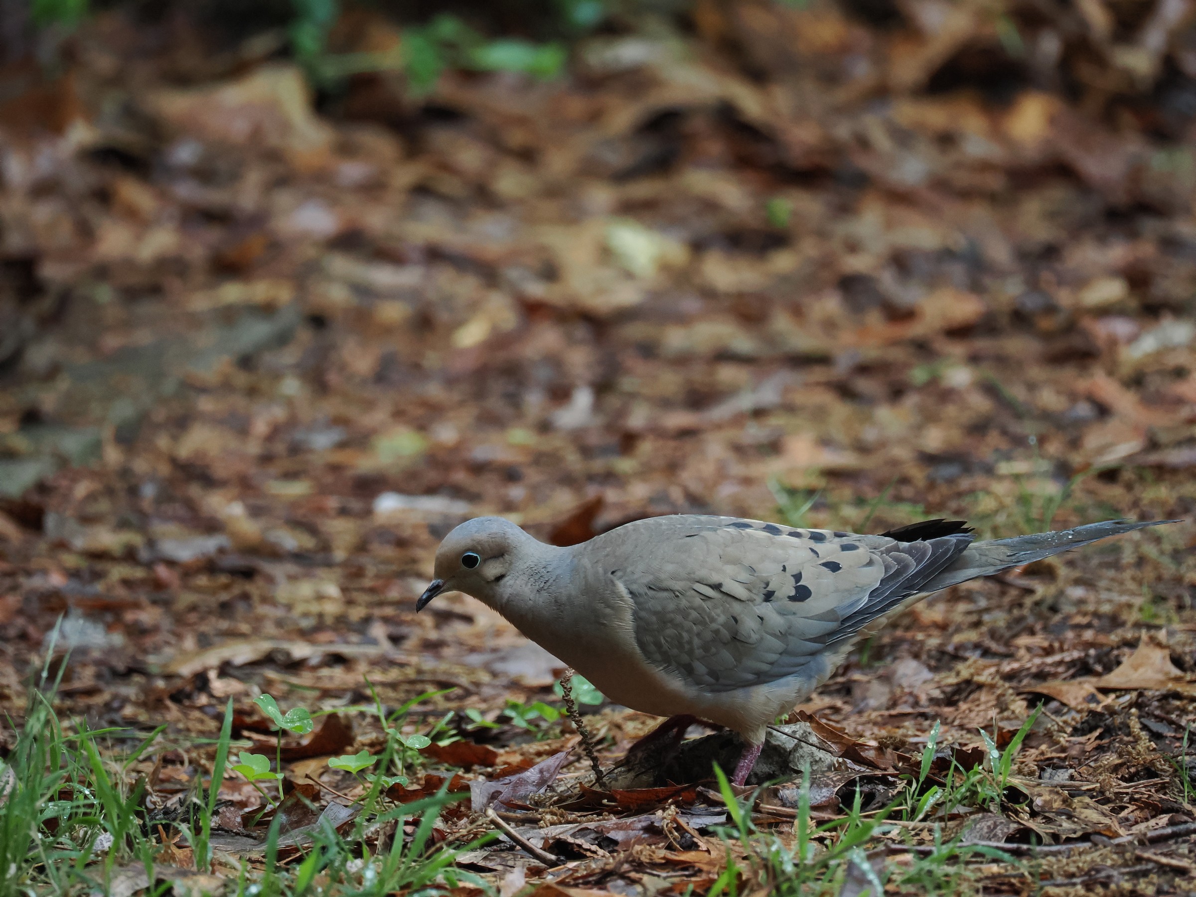 Cooing Heard from Up Above — additional photo 1