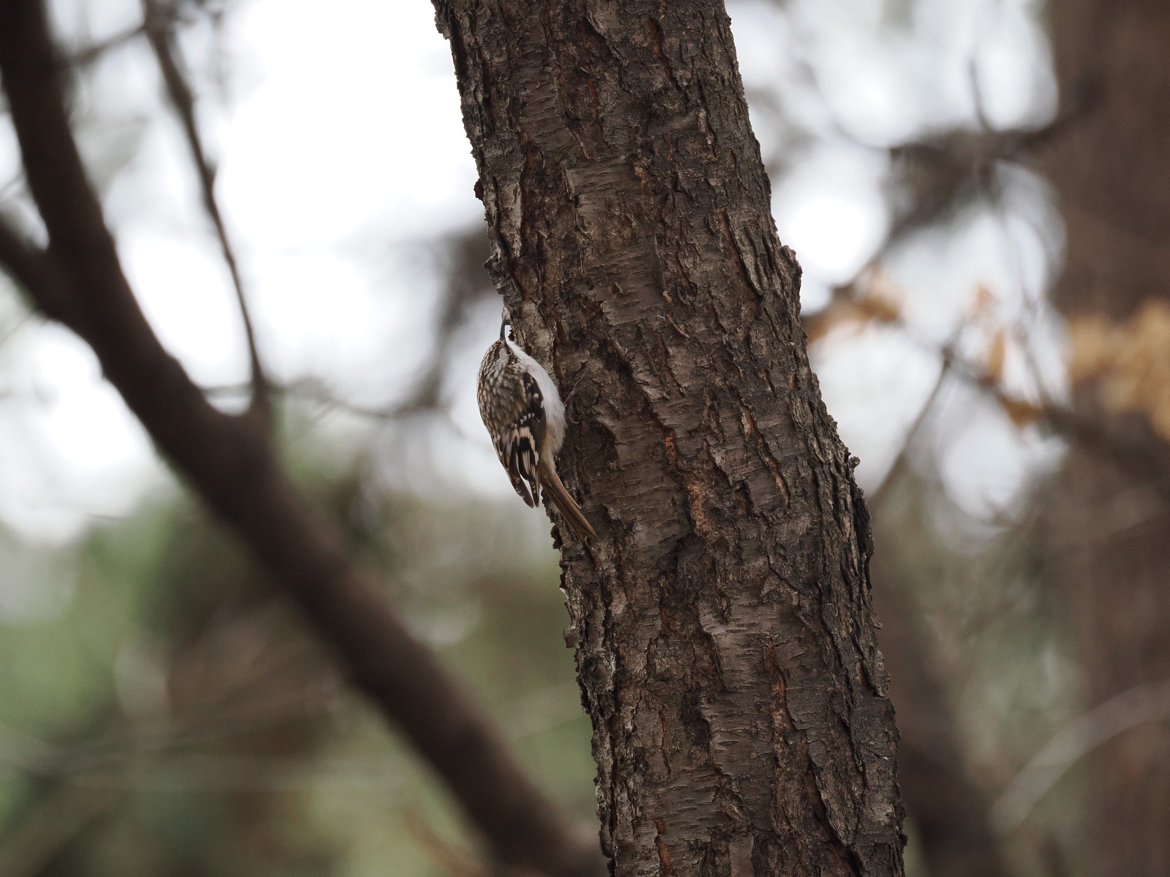 Tree Mice — additional photo 2