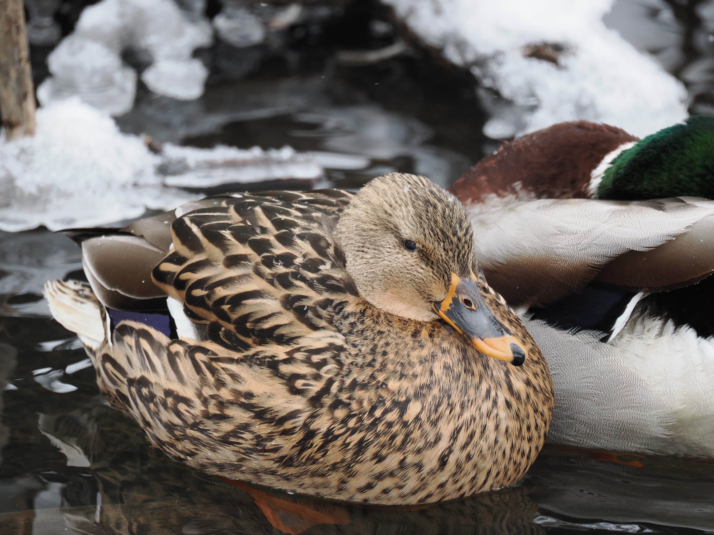 Hens and Drakes — additional photo 4