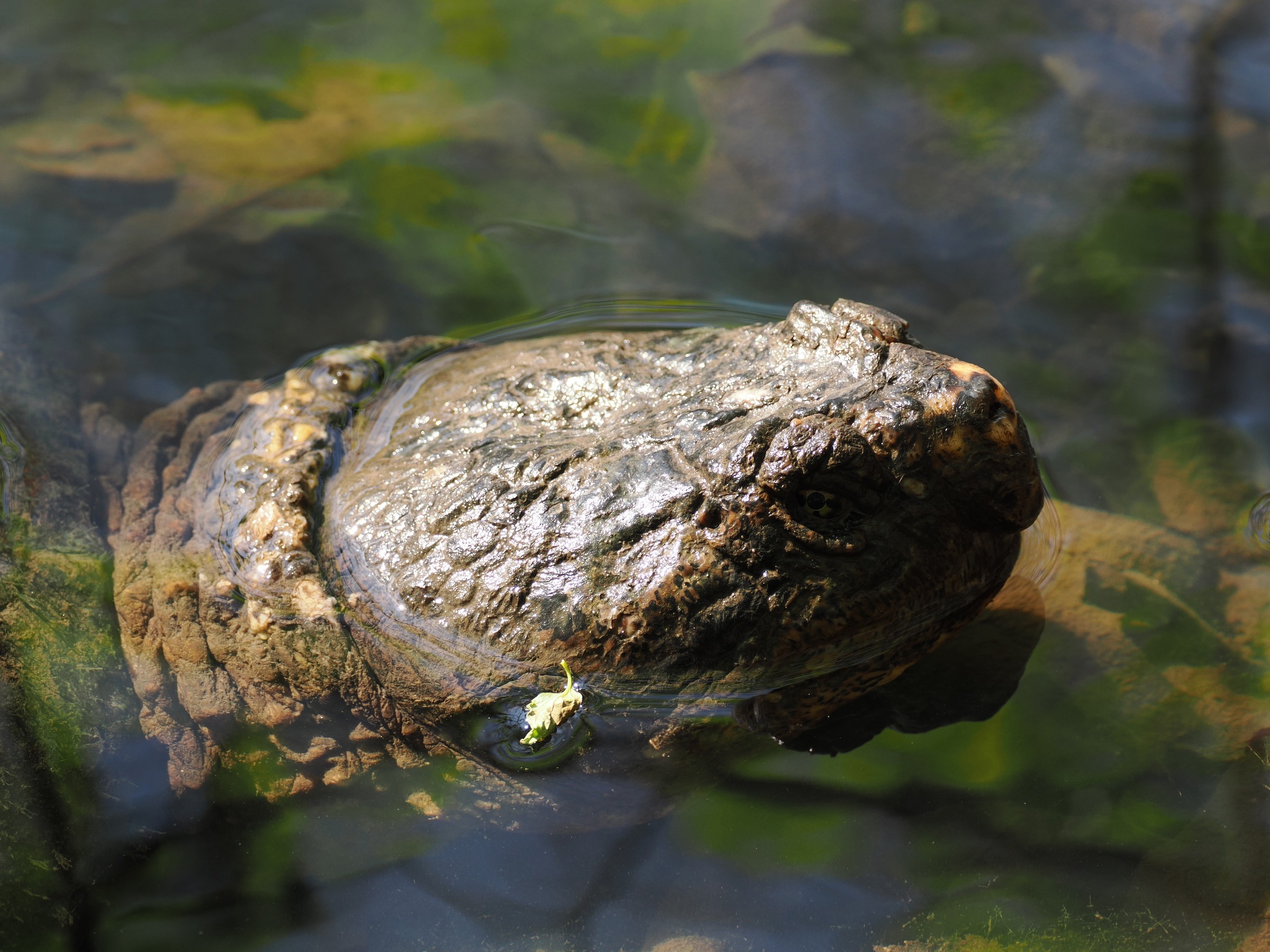 Pond Dragons — additional photo 1