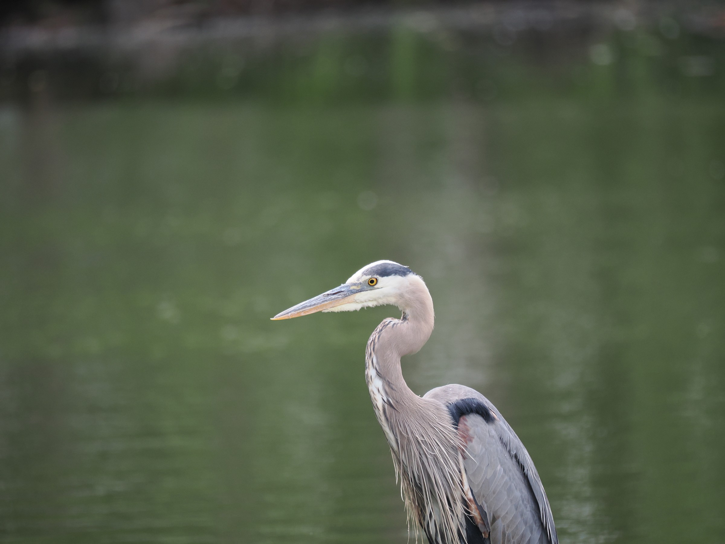 Fishing at Dawn — additional photo 2
