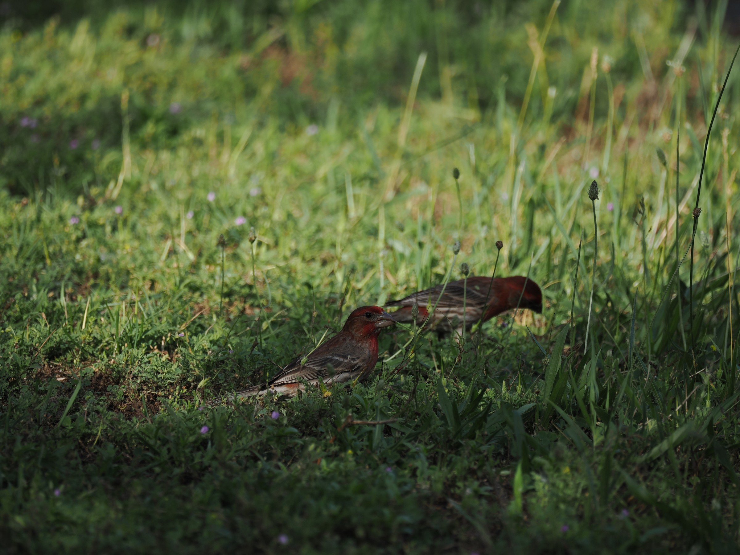 The Hollywood Finch — additional photo 6