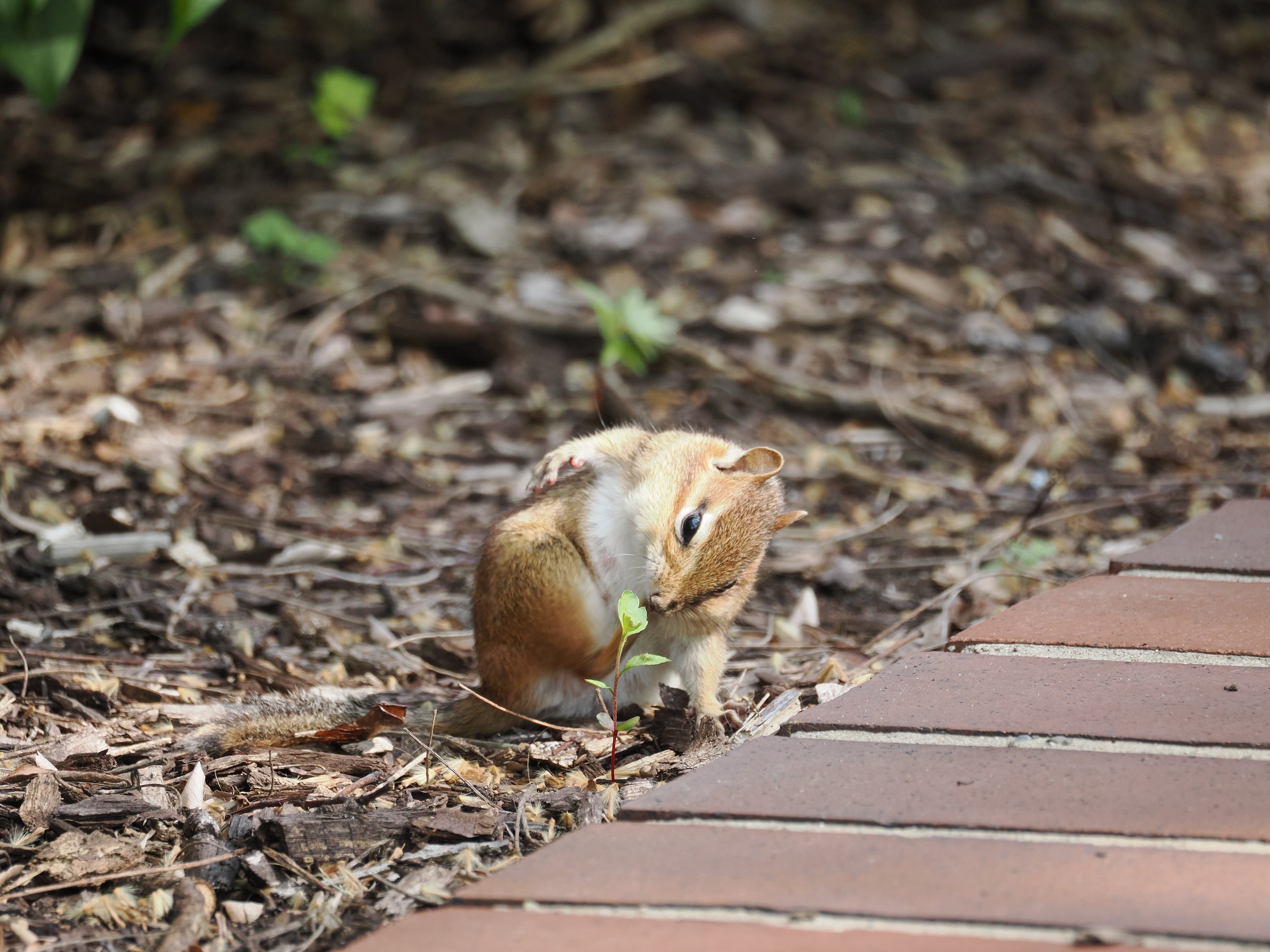 Tiny Rodentia — additional photo 1