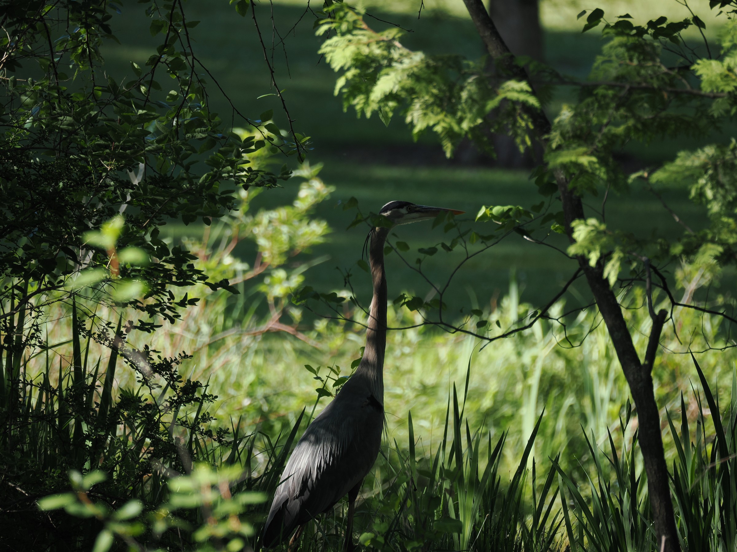 Fishing at Dawn — additional photo 5