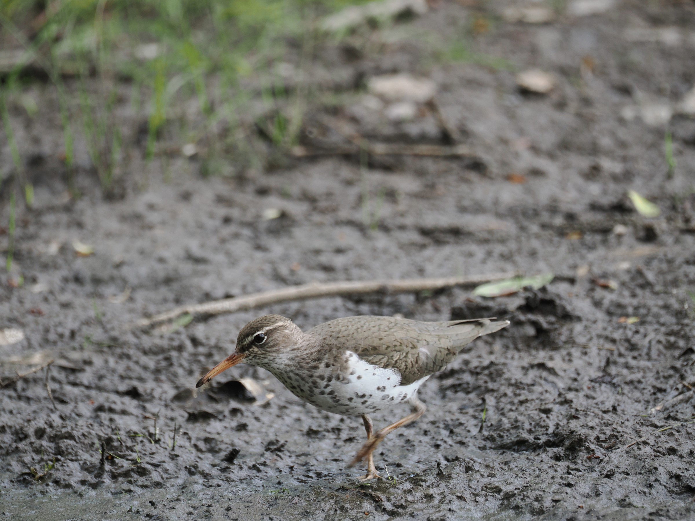 Teeter-peeping Around — additional photo 1
