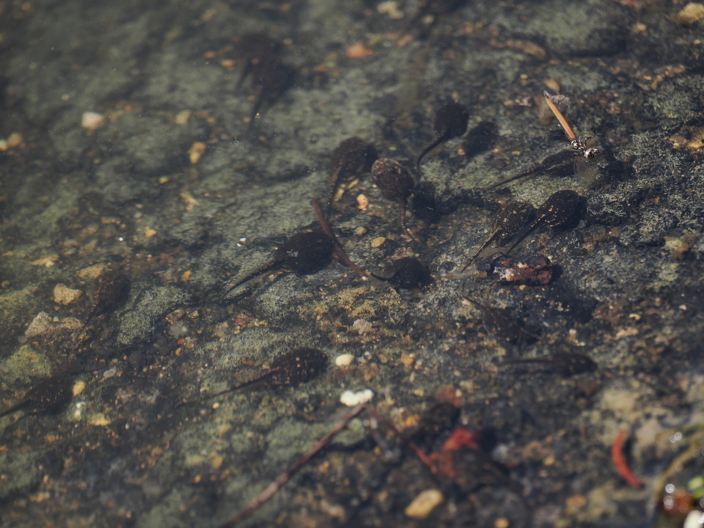 Banjo Frogs of the Pond — additional photo 1
