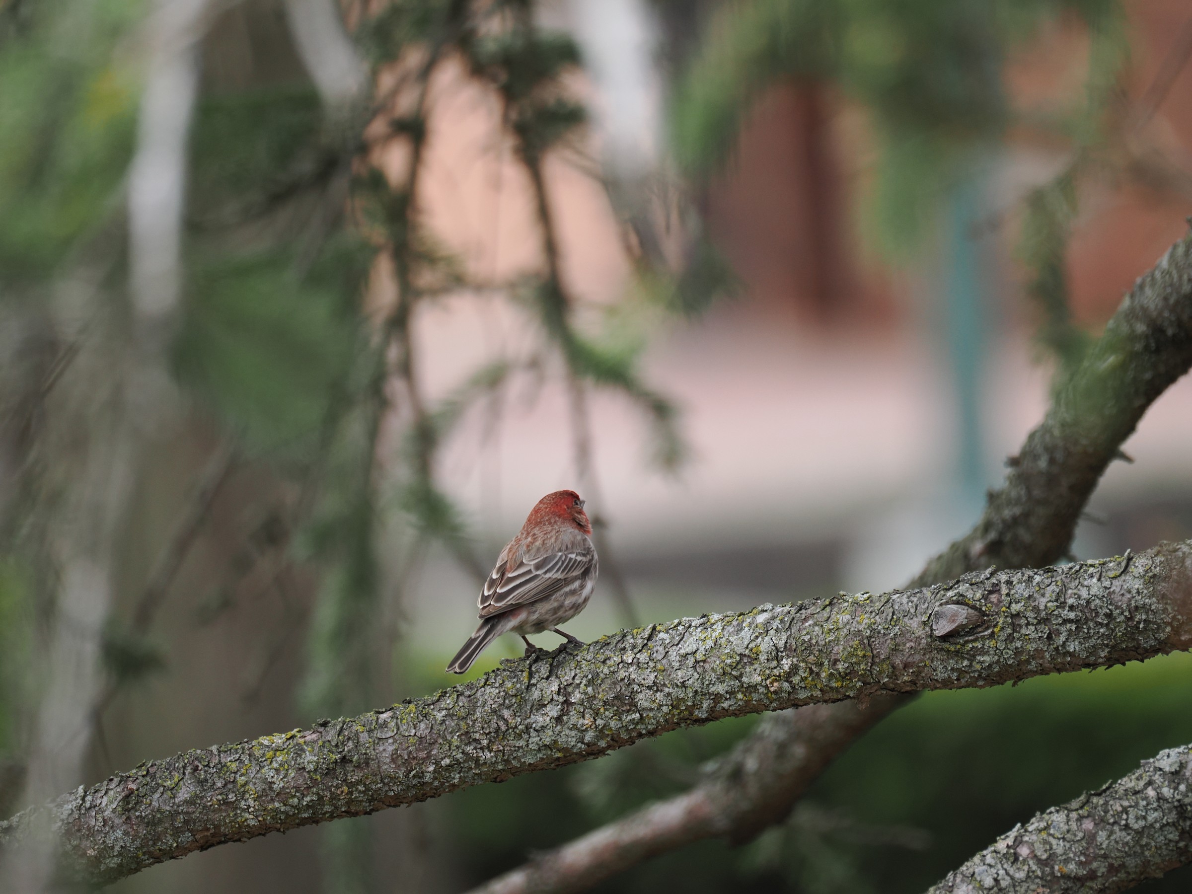 The Hollywood Finch — additional photo 4