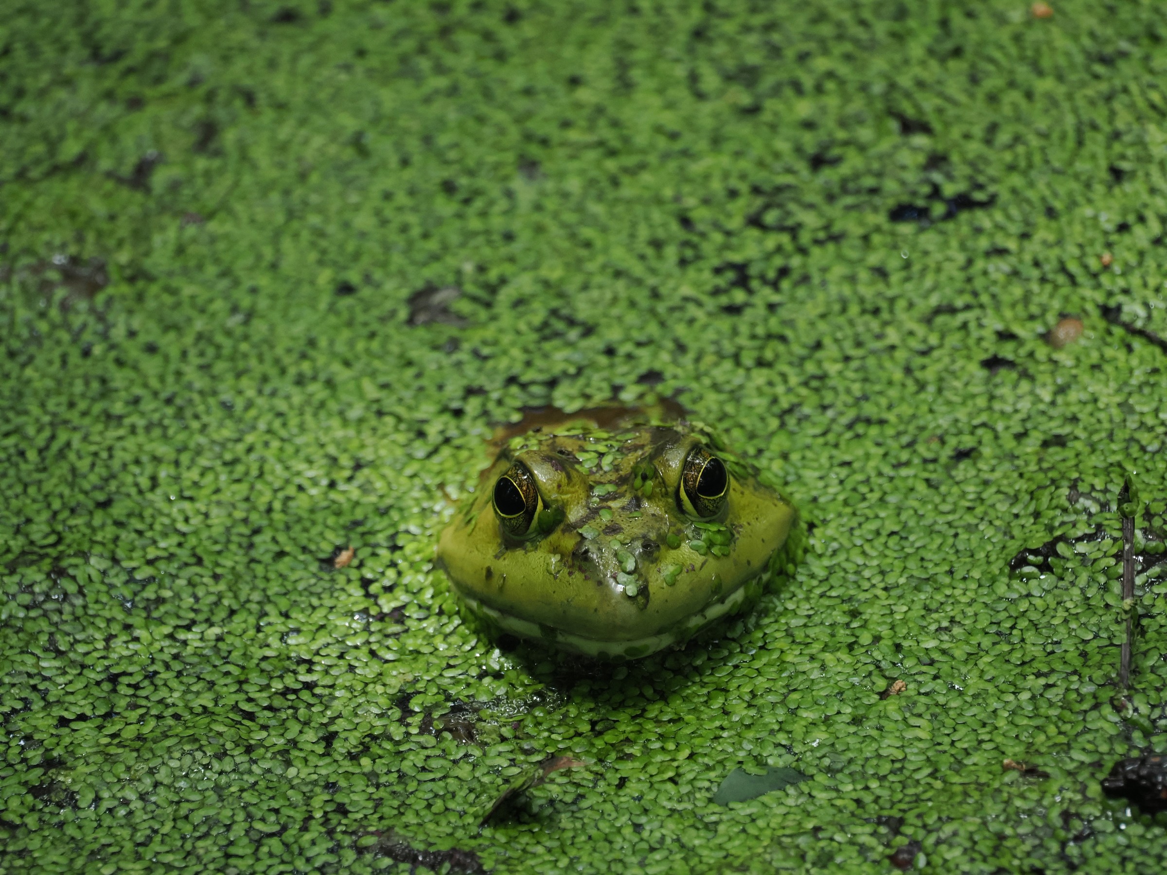 Banjo Frogs of the Pond
