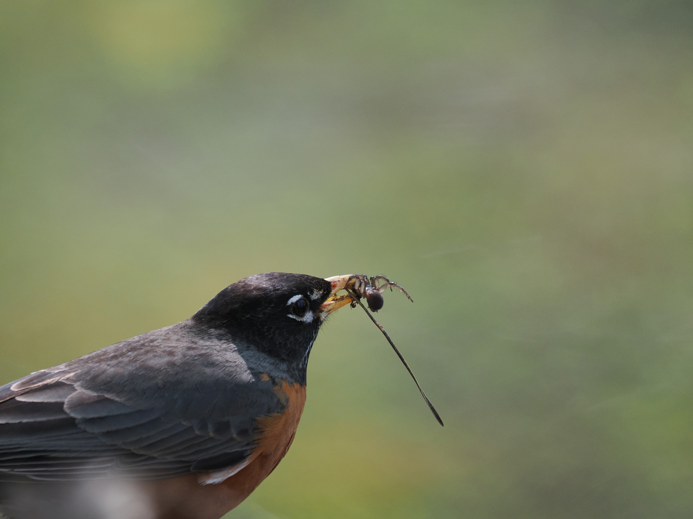 The Early Riser of the Quad — additional photo 2