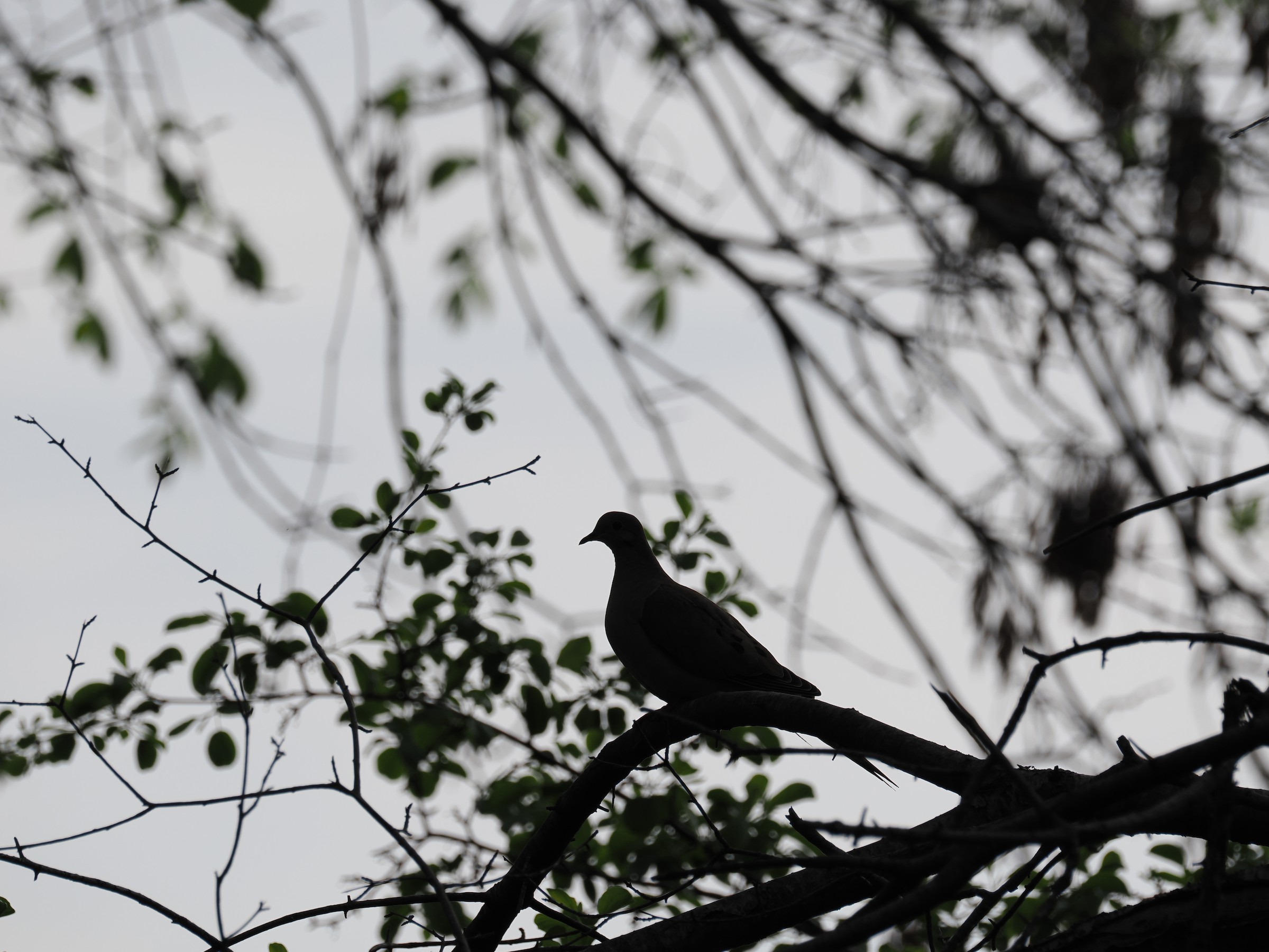 Cooing Heard from Up Above — additional photo 2
