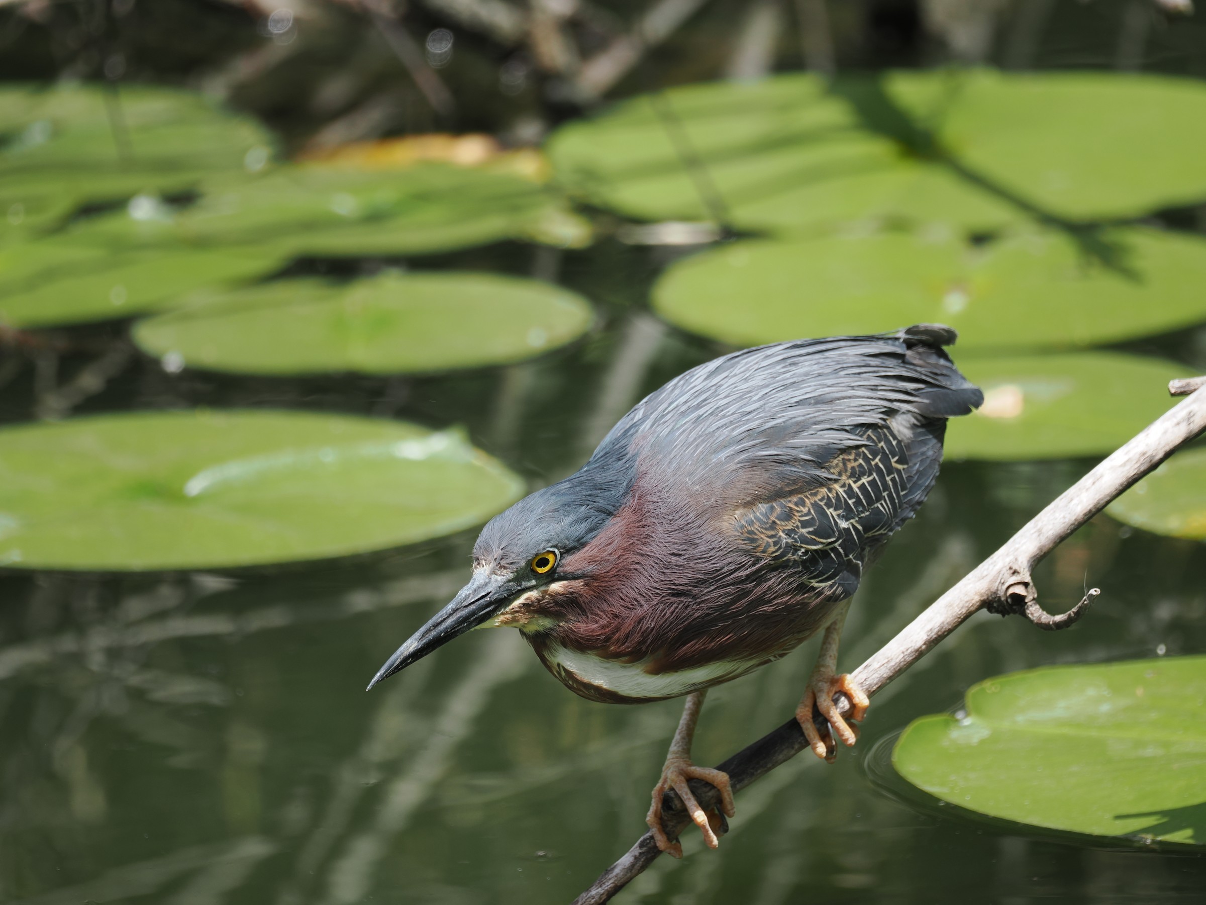 Striated? Galapagos? Green! — additional photo 3