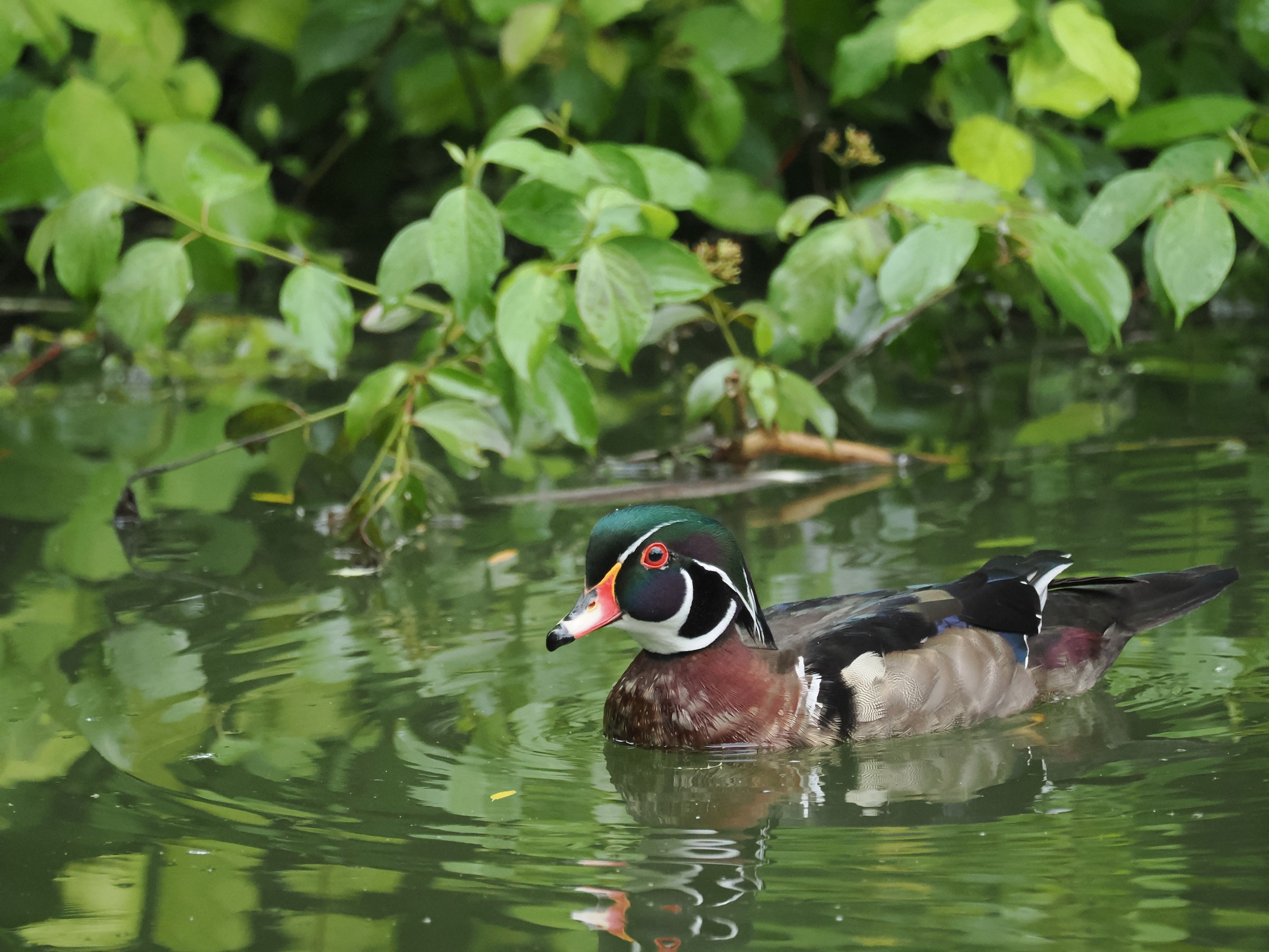 Woodies — additional photo 1