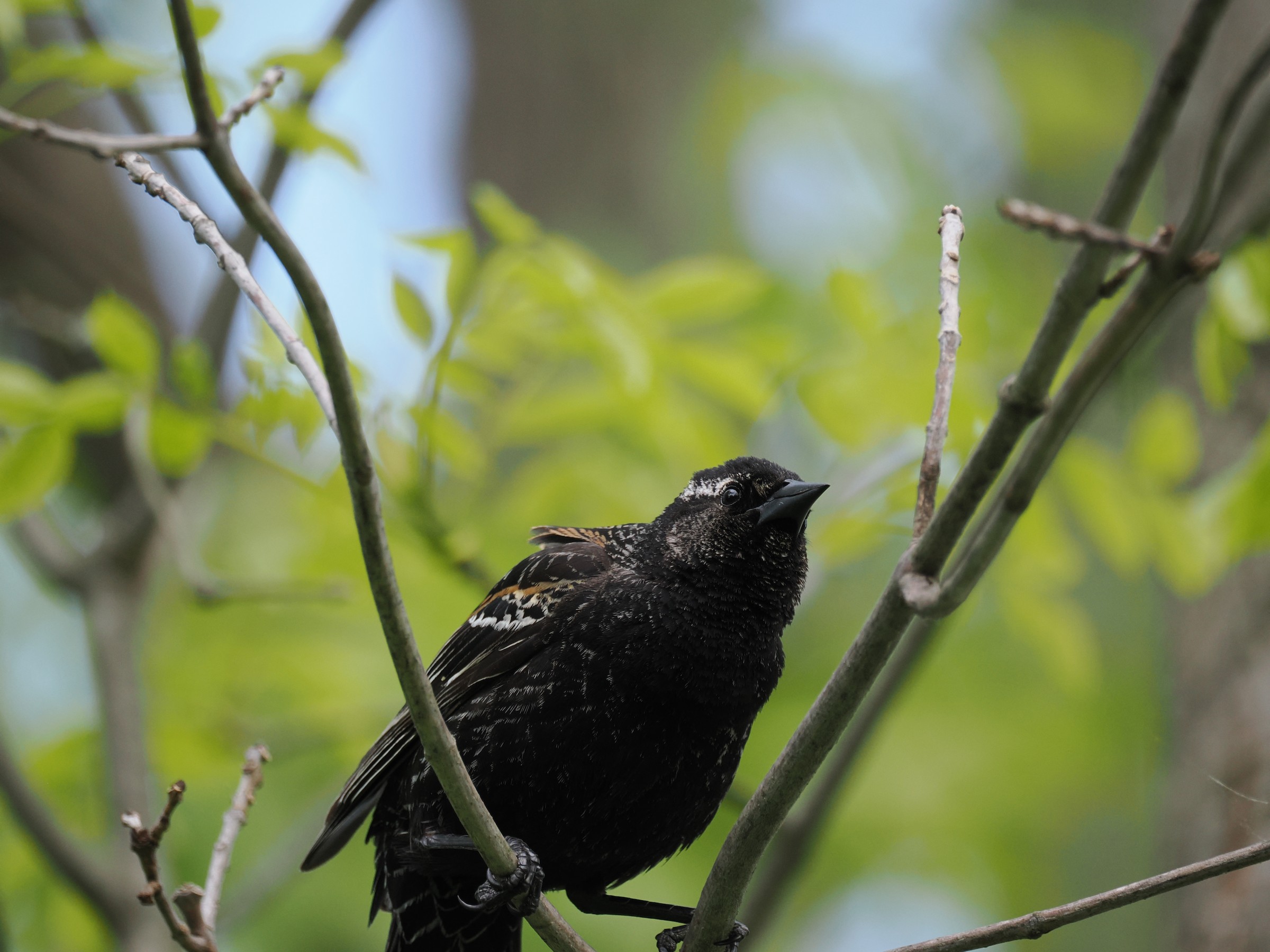 Red Shouldered Icteridea — additional photo 4