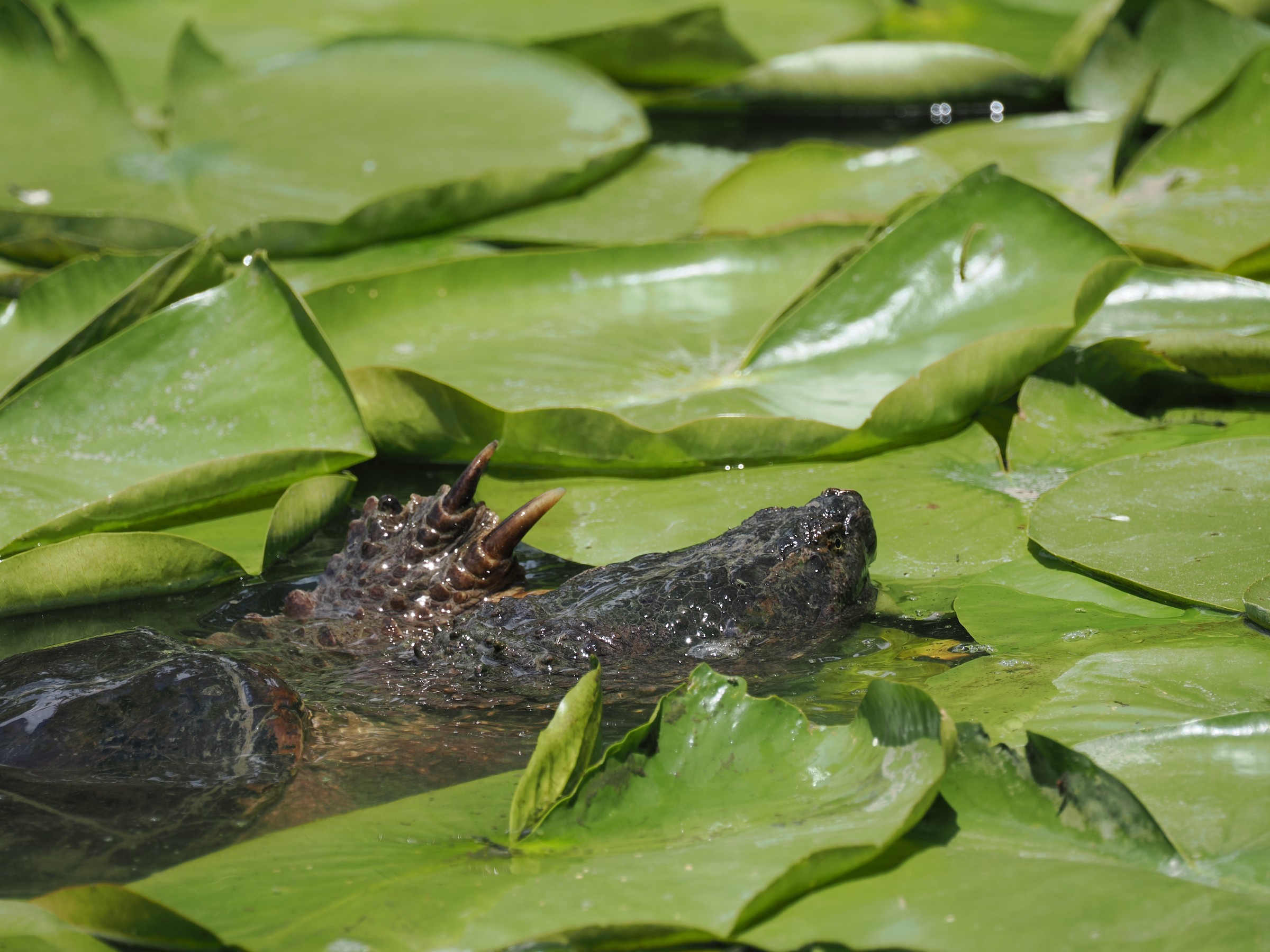 Pond Dragons — additional photo 3