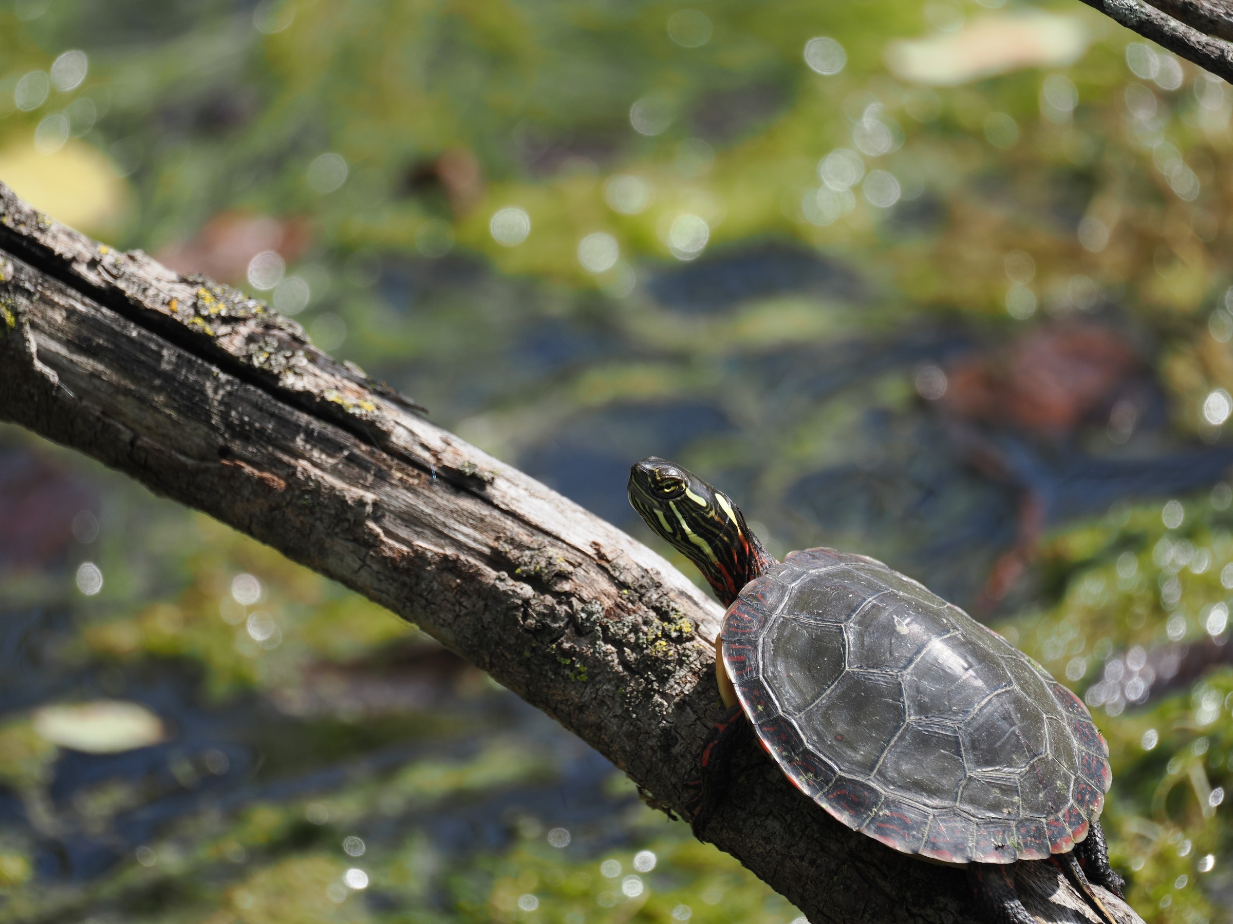 Sunning at Noon — additional photo 3