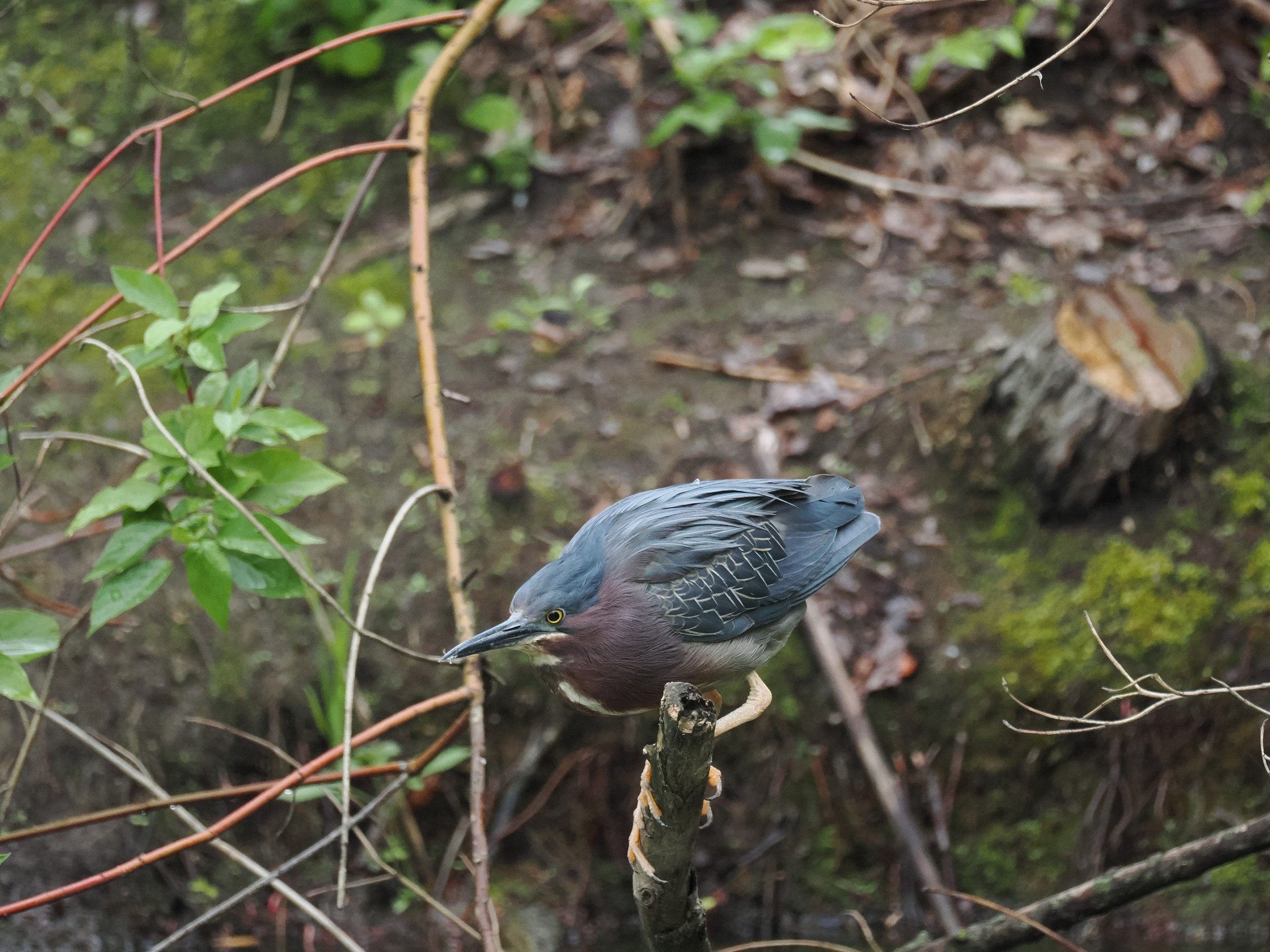 Striated? Galapagos? Green! — additional photo 2