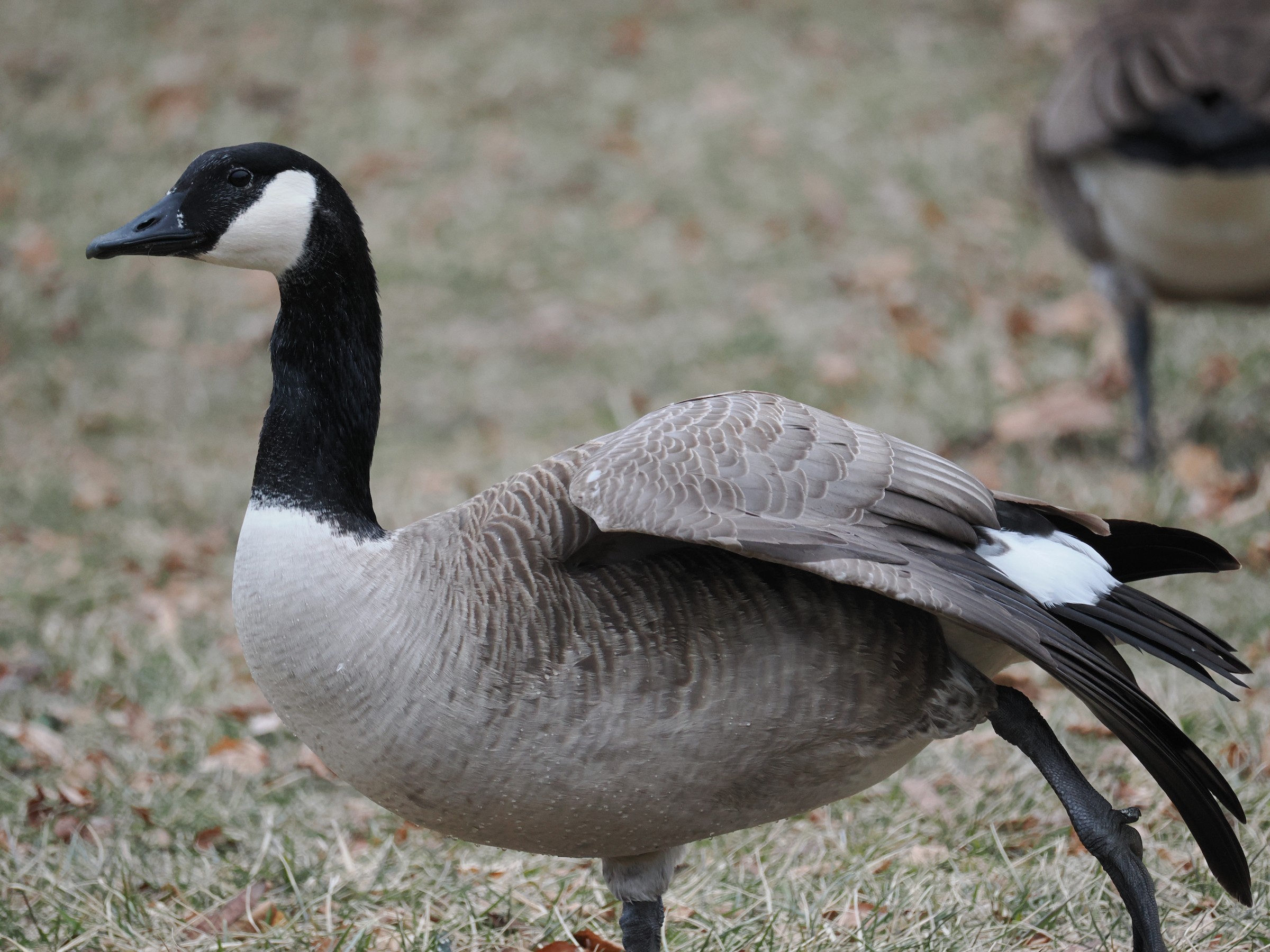 Terror Birds — additional photo 2