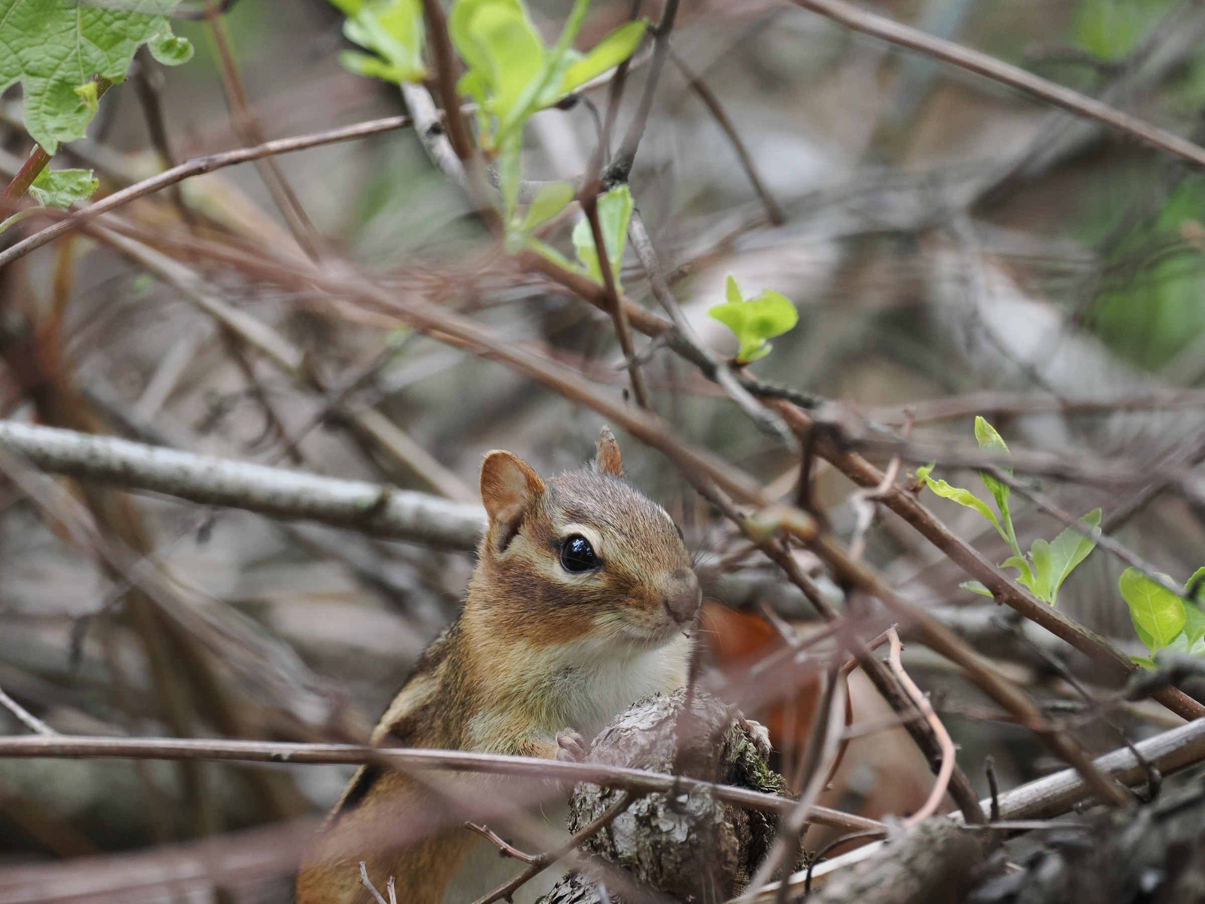 Tiny Rodentia