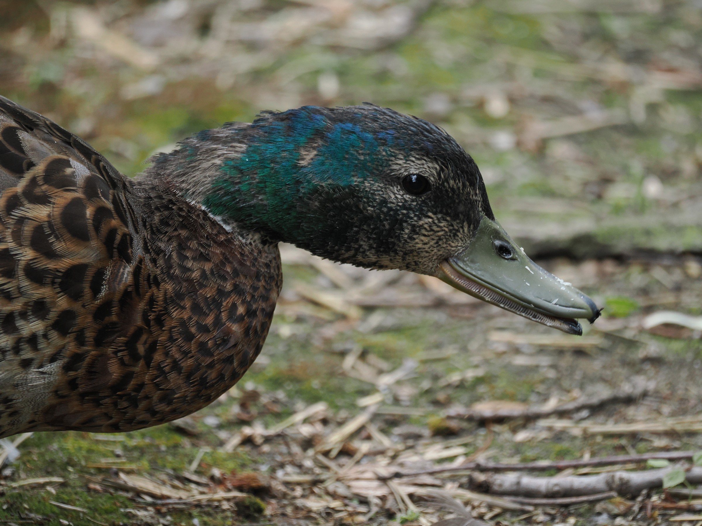 Hens and Drakes — additional photo 3