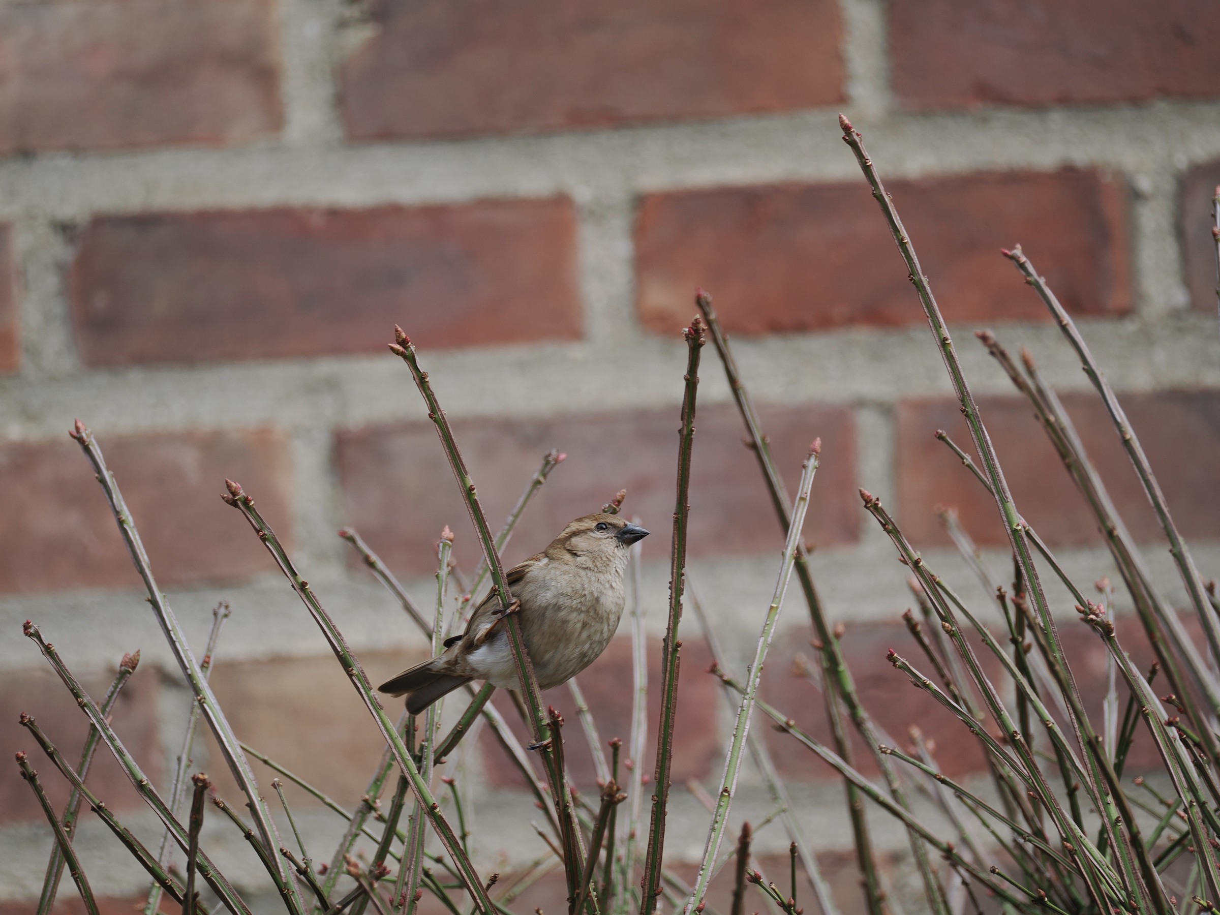 The Ubiquitous Sparrow — additional photo 5