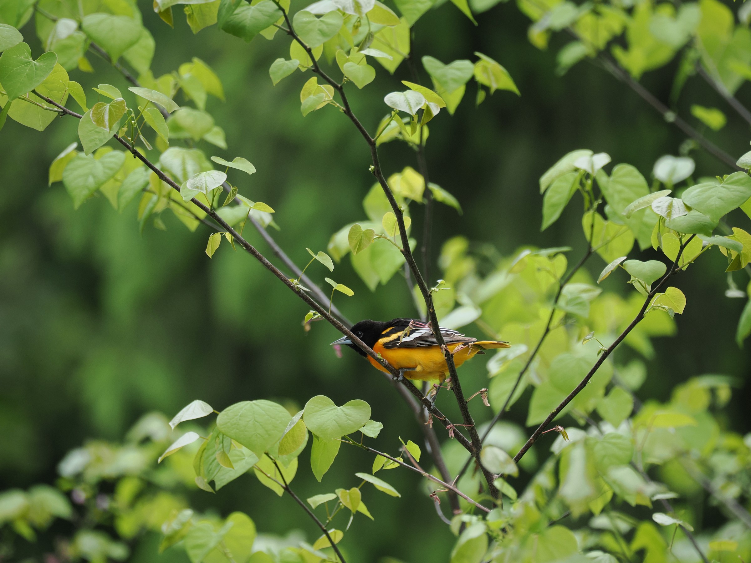 Spot of Orange in the Trees — additional photo 2